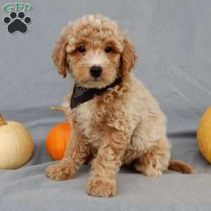 Ollie, Mini Goldendoodle Puppy