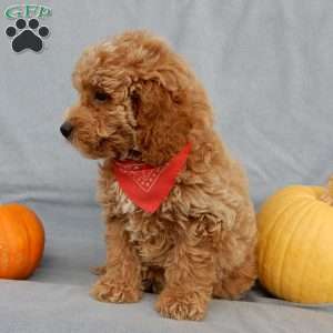 Quincy, Mini Goldendoodle Puppy