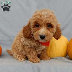 Quincy, Mini Goldendoodle Puppy