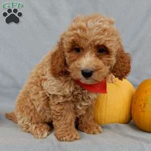 Quincy, Mini Goldendoodle Puppy