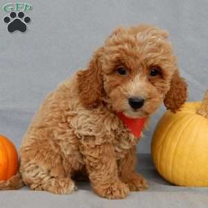 Quincy, Mini Goldendoodle Puppy