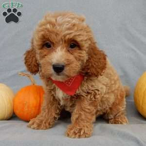 Quincy, Mini Goldendoodle Puppy