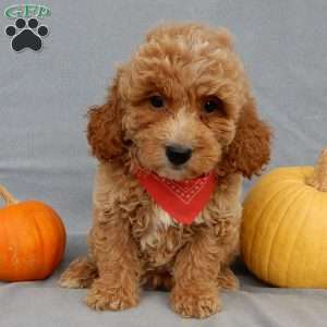 Quincy, Mini Goldendoodle Puppy