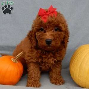 Tillie, Mini Goldendoodle Puppy