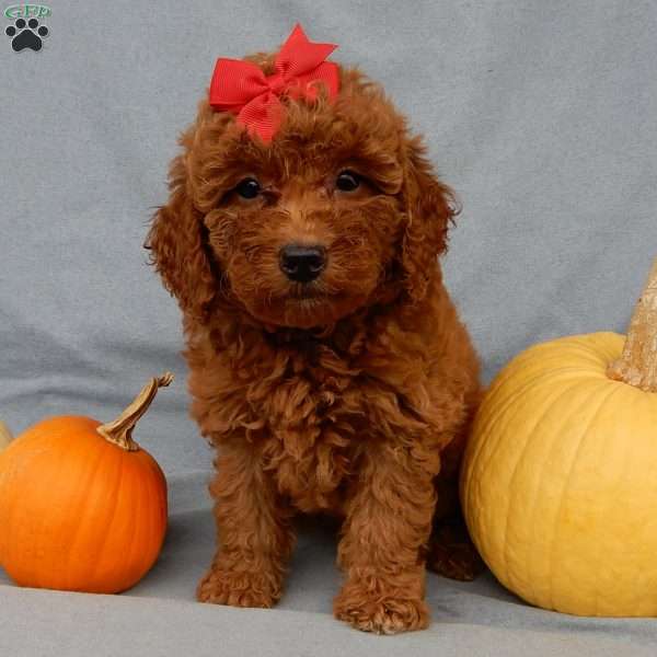 Tillie, Mini Goldendoodle Puppy