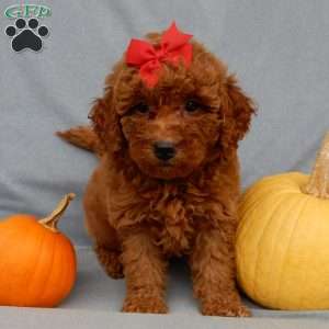 Tillie, Mini Goldendoodle Puppy