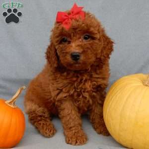 Tillie, Mini Goldendoodle Puppy