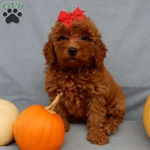 Tillie, Mini Goldendoodle Puppy