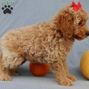 Nikki, Mini Goldendoodle Puppy