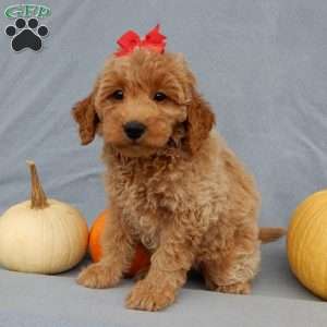 Nikki, Mini Goldendoodle Puppy