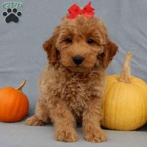 Nikki, Mini Goldendoodle Puppy