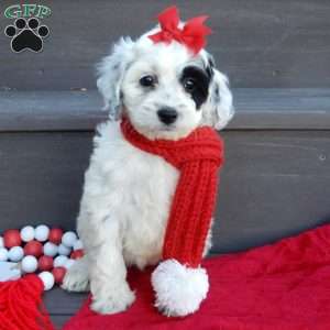Erin, Cockapoo Puppy