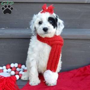 Erin, Cockapoo Puppy