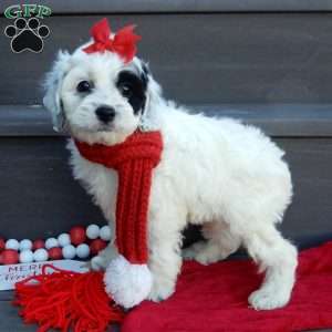 Erin, Cockapoo Puppy