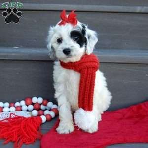 Erin, Cockapoo Puppy