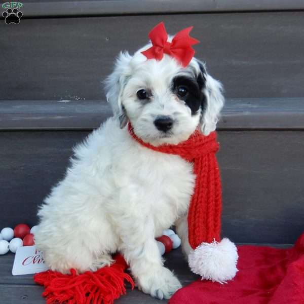 Erin, Cockapoo Puppy