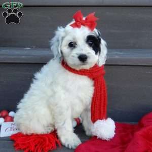 Erin, Cockapoo Puppy