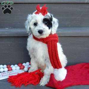 Erin, Cockapoo Puppy