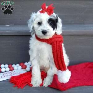 Erin, Cockapoo Puppy