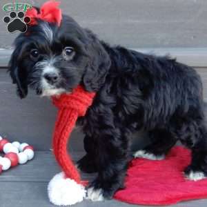 Lettie, Cockapoo Puppy