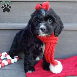 Lettie, Cockapoo Puppy