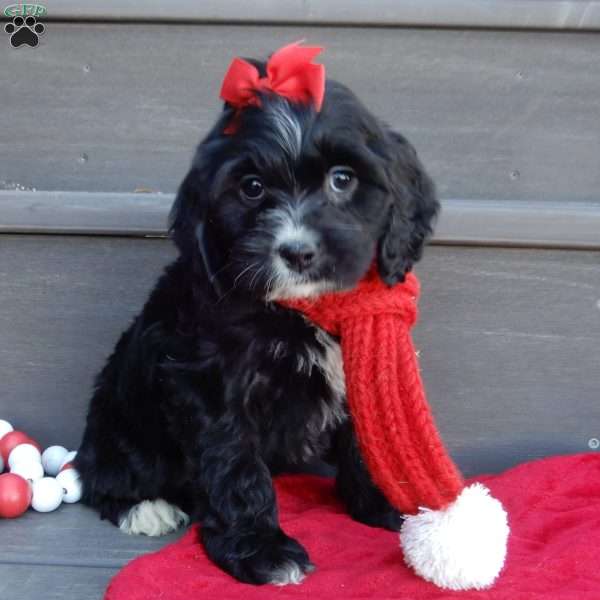 Lettie, Cockapoo Puppy