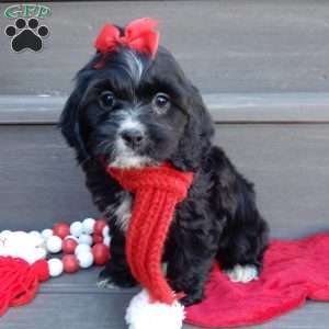 Lettie, Cockapoo Puppy