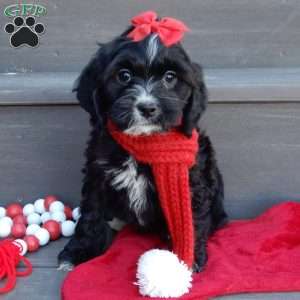 Lettie, Cockapoo Puppy