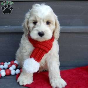 Luka, Cockapoo Puppy