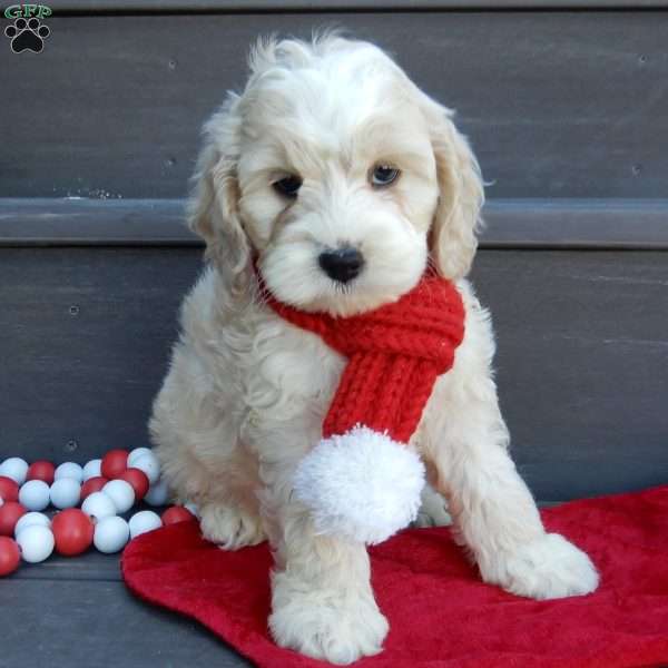 Luka, Cockapoo Puppy