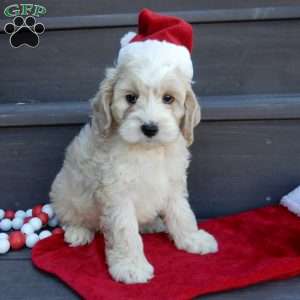 Luka, Cockapoo Puppy