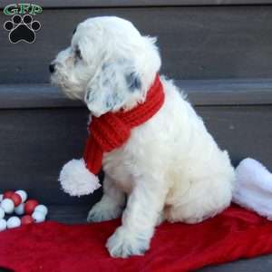 Snoopy, Cockapoo Puppy