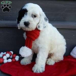 Snoopy, Cockapoo Puppy