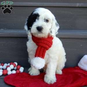 Snoopy, Cockapoo Puppy