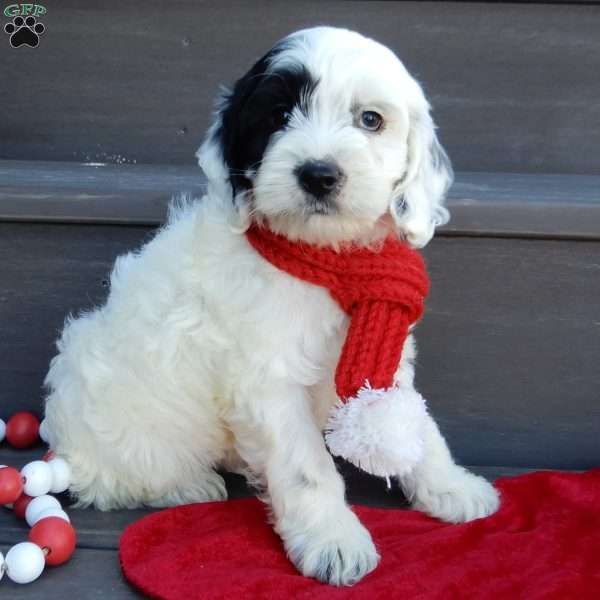 Snoopy, Cockapoo Puppy