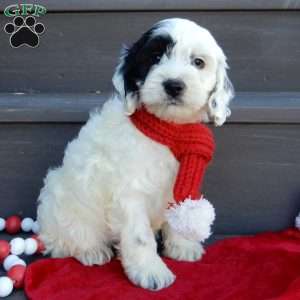 Snoopy, Cockapoo Puppy