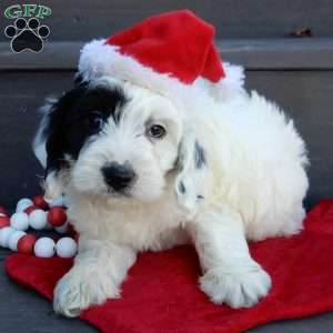 Snoopy, Cockapoo Puppy