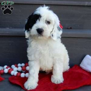 Snoopy, Cockapoo Puppy