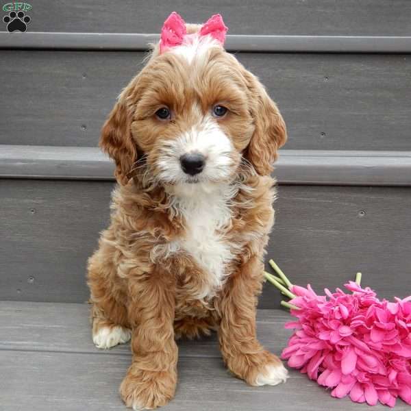 Lulu, Mini Goldendoodle Puppy