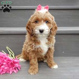 Lulu, Mini Goldendoodle Puppy