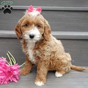 Lulu, Mini Goldendoodle Puppy