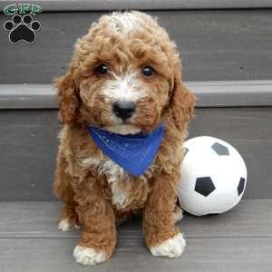 Reese, Mini Goldendoodle Puppy