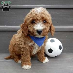 Reese, Mini Goldendoodle Puppy