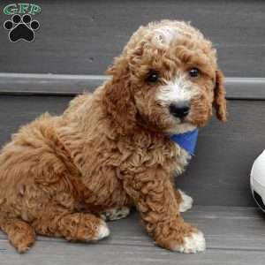 Reese, Mini Goldendoodle Puppy