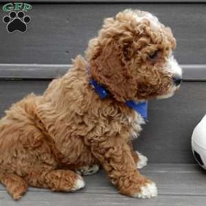 Reese, Mini Goldendoodle Puppy