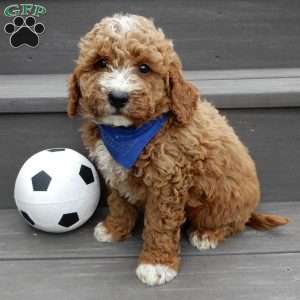 Reese, Mini Goldendoodle Puppy
