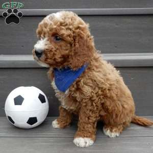Reese, Mini Goldendoodle Puppy