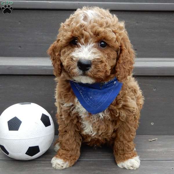 Reese, Mini Goldendoodle Puppy