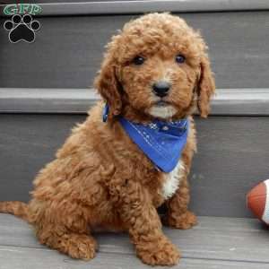 Milo, Mini Goldendoodle Puppy
