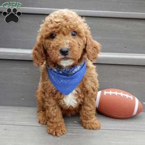 Milo, Mini Goldendoodle Puppy